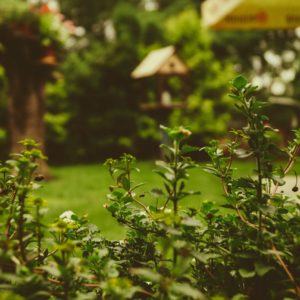 Doit-on ramasser les feuilles mortes ? Chieze Espaces Verts